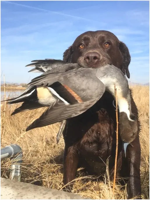 Speed-Dating-for-Ducks Buck Gardner Calls
