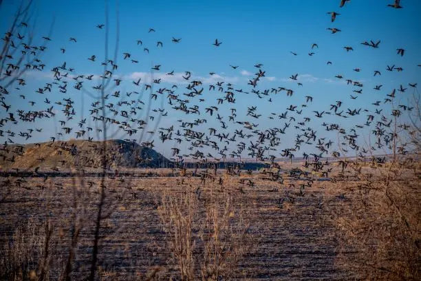 The-Spring-Lull Buck Gardner Calls