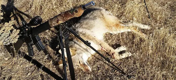 How-To-Get-Started-Predator-Hunting Buck Gardner Calls